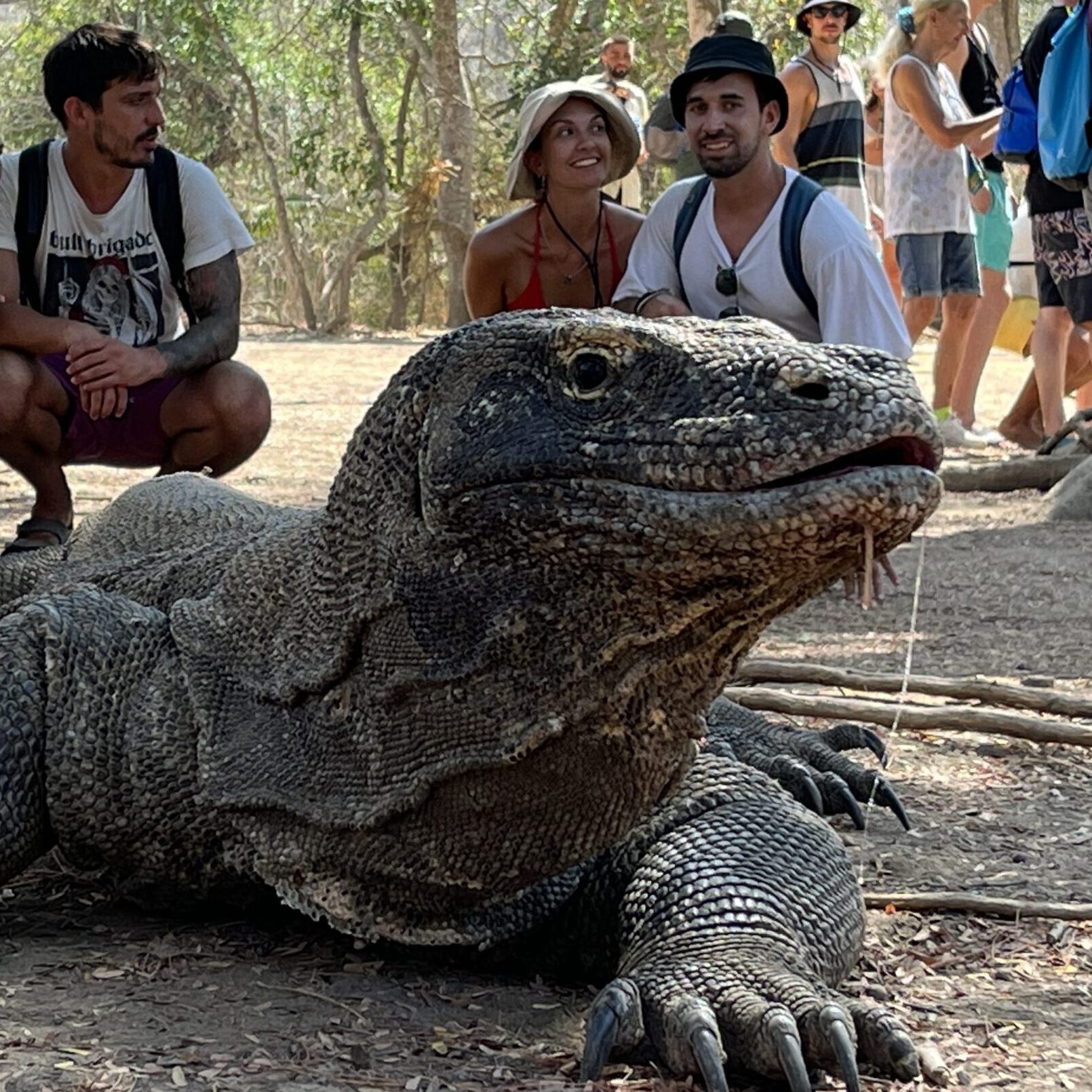 dragon de komodo en Indonesia dragon de komodo en Indonesia